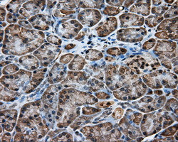 KCTD5 Antibody in Immunohistochemistry (Paraffin) (IHC (P))