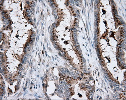 KCTD5 Antibody in Immunohistochemistry (Paraffin) (IHC (P))