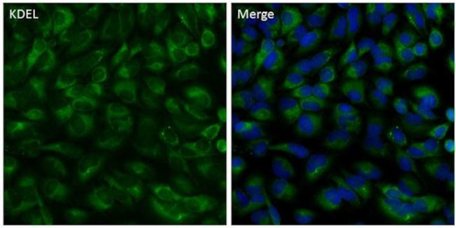 KDEL Antibody in Immunocytochemistry (ICC/IF)