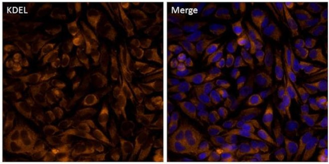 KDEL Antibody in Immunocytochemistry (ICC/IF)