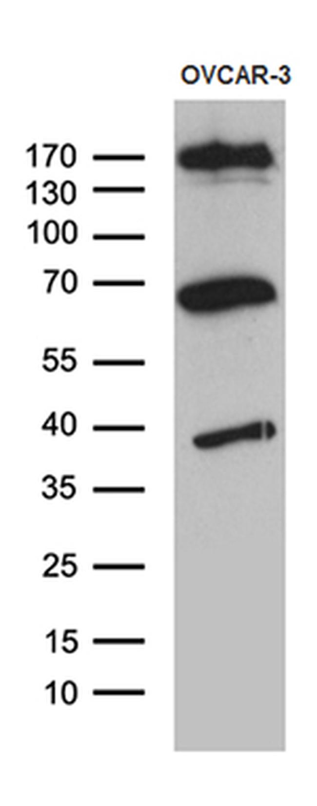 KDELC2 Antibody in Western Blot (WB)