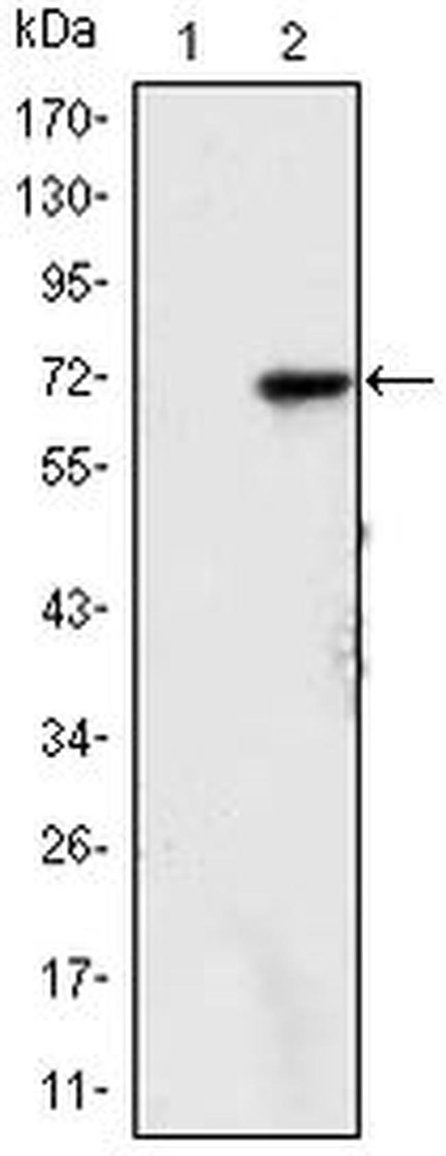 JMJD2A Antibody in Western Blot (WB)