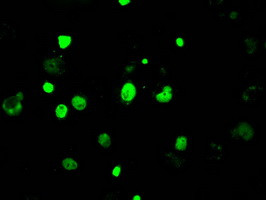 KDM4C Antibody in Immunocytochemistry (ICC/IF)