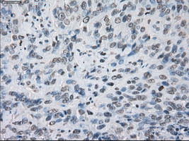 KDM4C Antibody in Immunohistochemistry (Paraffin) (IHC (P))