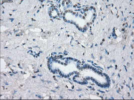 KDM4C Antibody in Immunohistochemistry (Paraffin) (IHC (P))