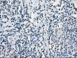 KDM4C Antibody in Immunohistochemistry (Paraffin) (IHC (P))