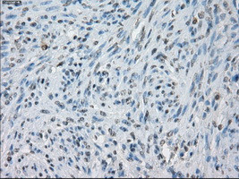 KDM4C Antibody in Immunohistochemistry (Paraffin) (IHC (P))