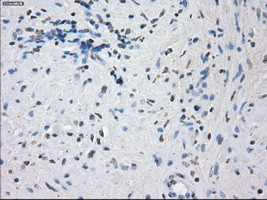 KDM4C Antibody in Immunohistochemistry (Paraffin) (IHC (P))