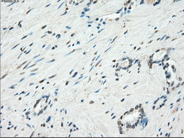 KDM4C Antibody in Immunohistochemistry (Paraffin) (IHC (P))