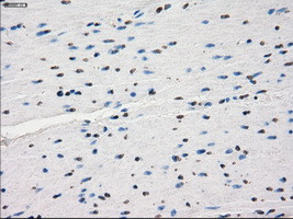 KDM4C Antibody in Immunohistochemistry (Paraffin) (IHC (P))