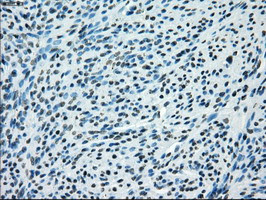 KDM4C Antibody in Immunohistochemistry (Paraffin) (IHC (P))