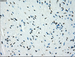 KDM4C Antibody in Immunohistochemistry (Paraffin) (IHC (P))