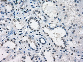 KDM4C Antibody in Immunohistochemistry (Paraffin) (IHC (P))