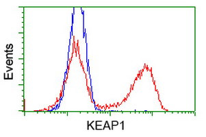 KEAP1 Antibody in Flow Cytometry (Flow)