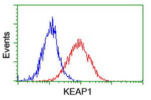 KEAP1 Antibody in Flow Cytometry (Flow)