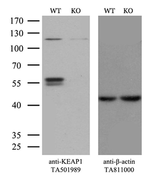 KEAP1 Antibody in Western Blot (WB)