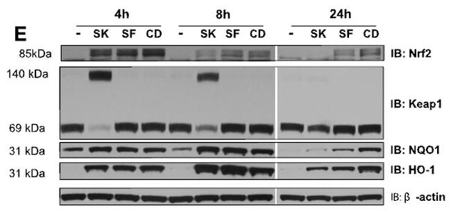 KEAP1 Antibody in Western Blot (WB)