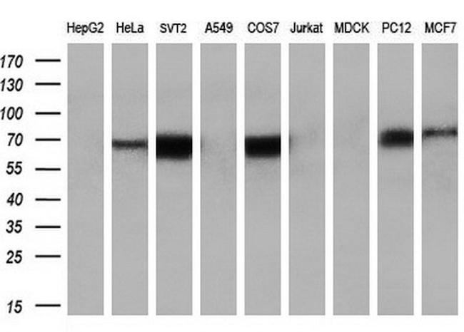 KEAP1 Antibody in Western Blot (WB)