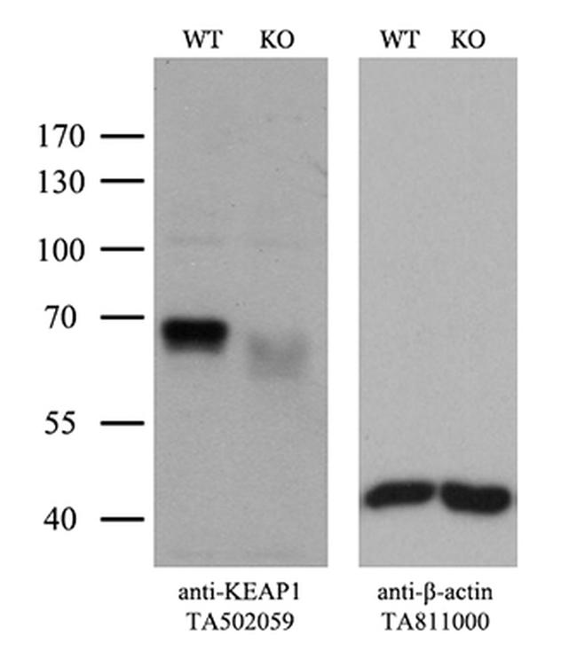 KEAP1 Antibody in Western Blot (WB)