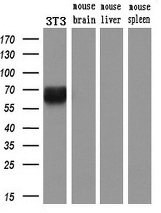 KEAP1 Antibody in Western Blot (WB)