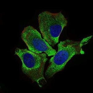 KEAP1 Antibody in Immunocytochemistry (ICC/IF)