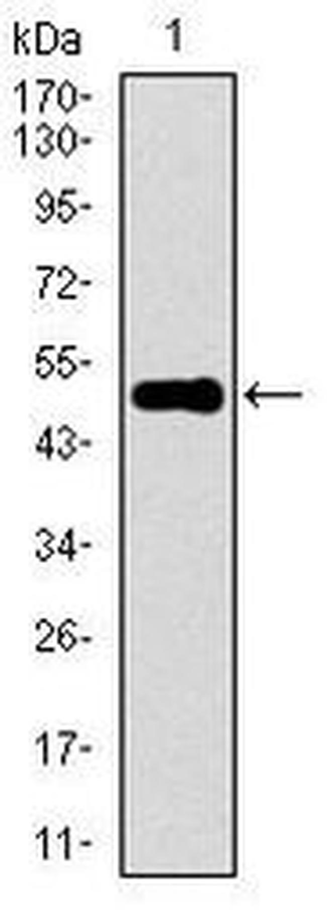 KEAP1 Antibody in Western Blot (WB)