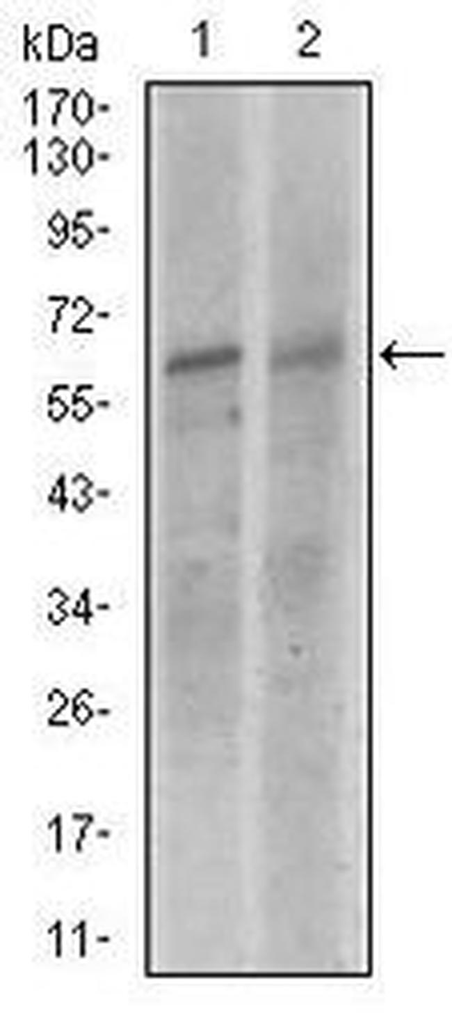 KEAP1 Antibody in Western Blot (WB)