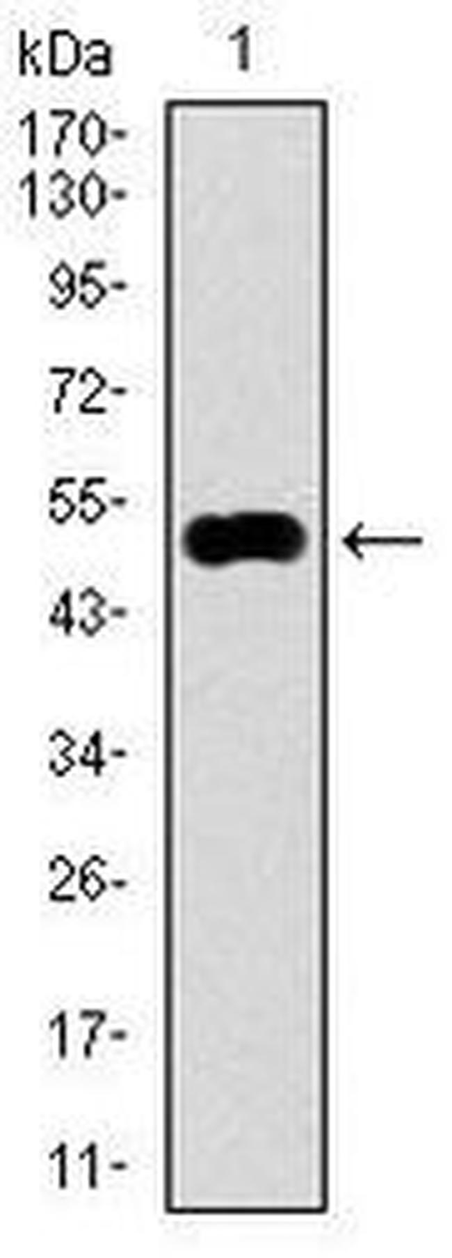 KEAP1 Antibody in Western Blot (WB)