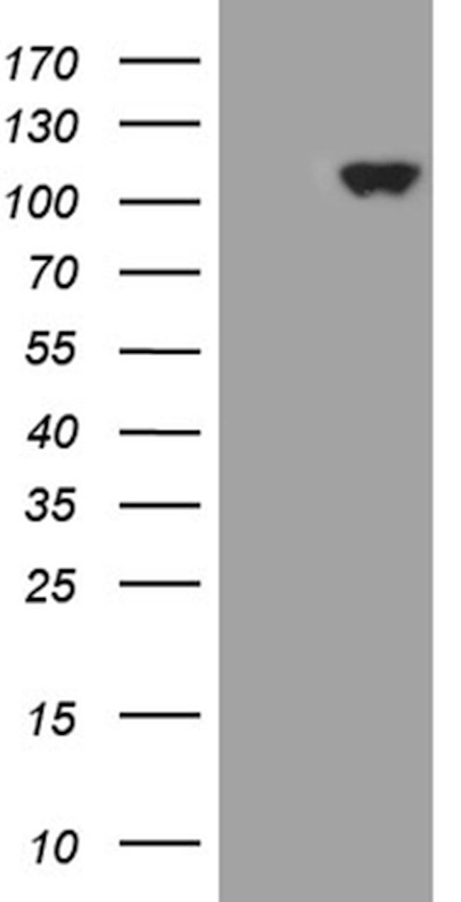 KEL Antibody in Western Blot (WB)