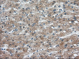 KHK Antibody in Immunohistochemistry (Paraffin) (IHC (P))