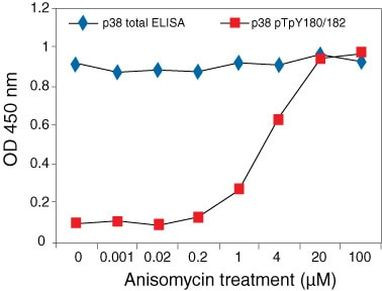 Human p38 MAPK (Total) ELISA Kit