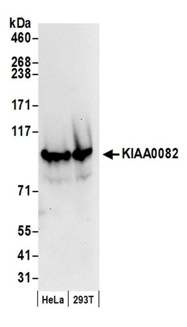 KIAA0082 Antibody in Western Blot (WB)