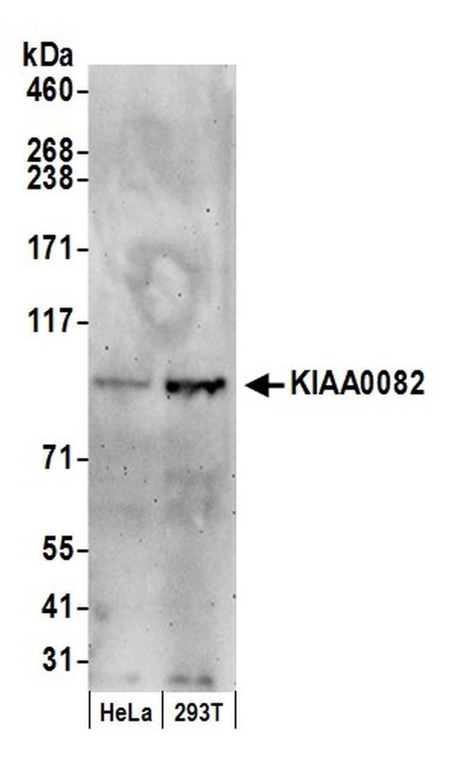 KIAA0082 Antibody in Western Blot (WB)