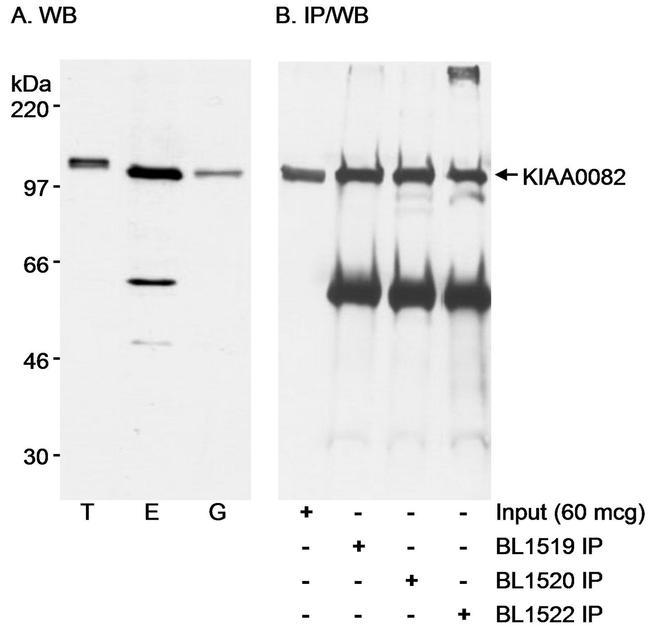 KIAA0082 Antibody in Western Blot (WB)