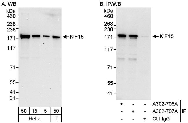 KIF15 Antibody in Western Blot (WB)