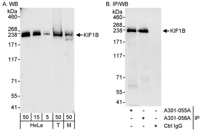 KIF1B Antibody in Western Blot (WB)