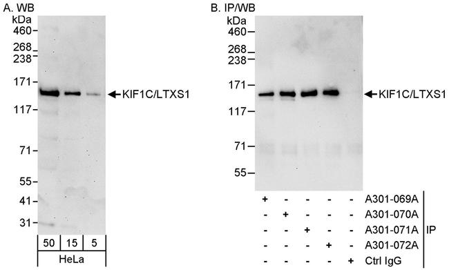KIF1C/LTXS1 Antibody in Western Blot (WB)