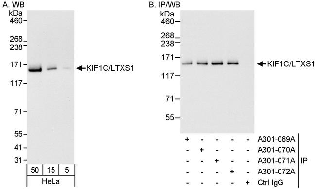 KIF1C/LTXS1 Antibody in Western Blot (WB)