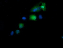 KIF25 Antibody in Immunocytochemistry (ICC/IF)