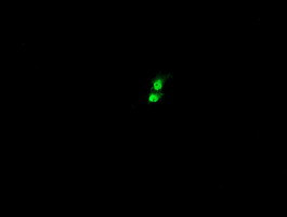 KIF25 Antibody in Immunocytochemistry (ICC/IF)