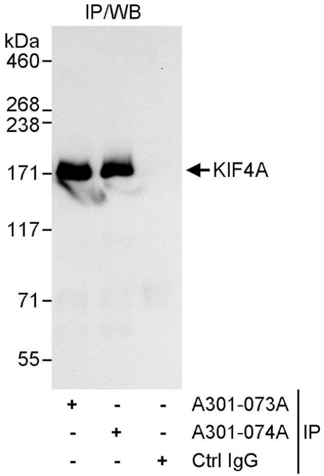 KIF4A Antibody in Immunoprecipitation (IP)