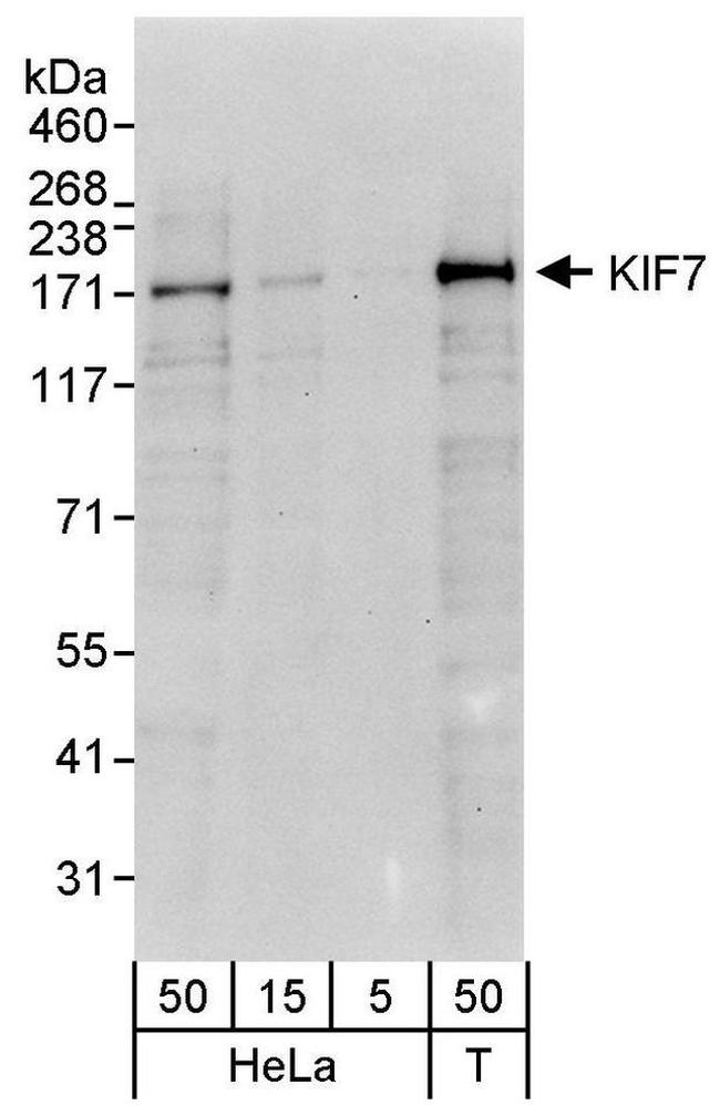 KIF7 Antibody in Western Blot (WB)