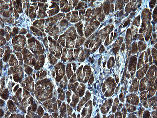 KITLG Antibody in Immunohistochemistry (Paraffin) (IHC (P))