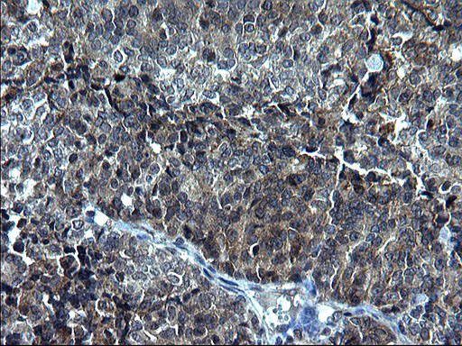 KITLG Antibody in Immunohistochemistry (Paraffin) (IHC (P))