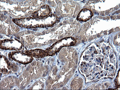 KITLG Antibody in Immunohistochemistry (Paraffin) (IHC (P))