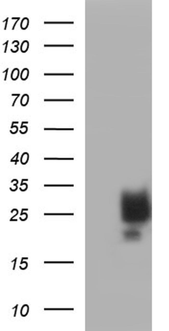 KITLG Antibody in Western Blot (WB)