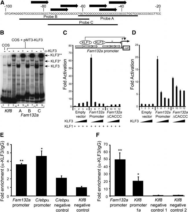 KLF3 Antibody in ChIP Assay, Gel Shift (ChIP, GS)