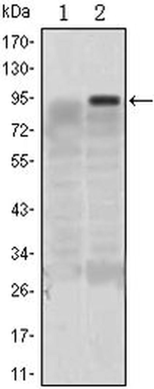 KLF4 Antibody in Western Blot (WB)