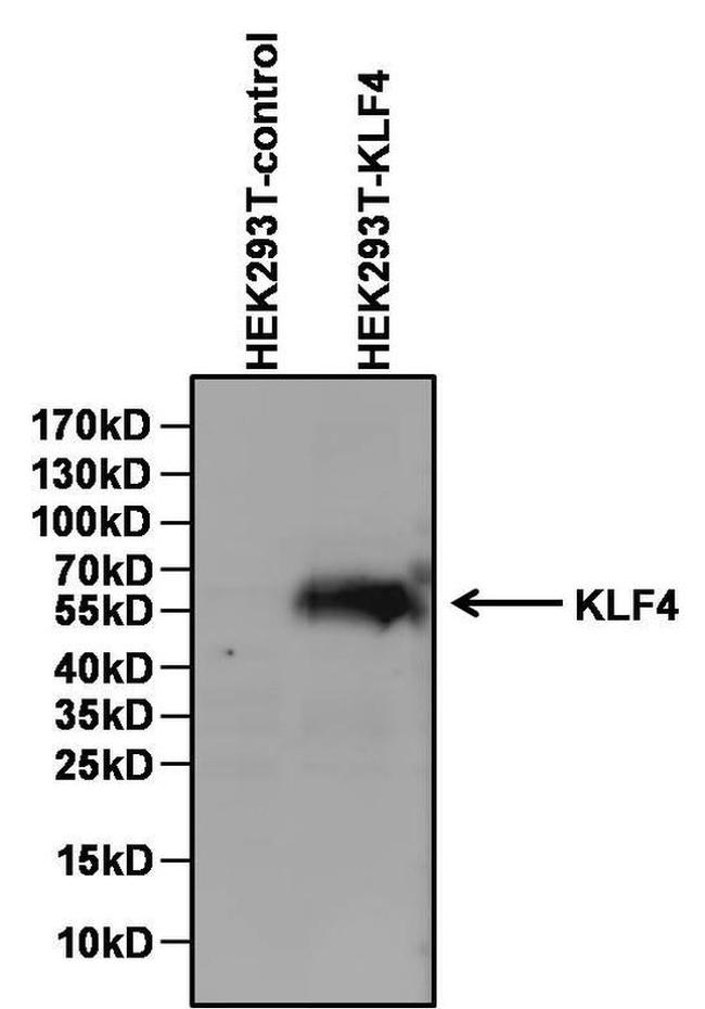 KLF4 Antibody in Western Blot (WB)