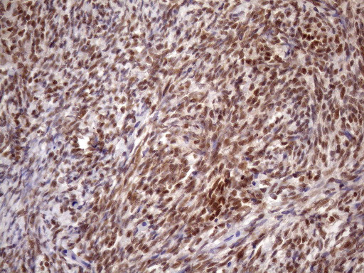 KLF9 Antibody in Immunohistochemistry (Paraffin) (IHC (P))